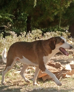 Shorty Zorro Dogsavior Aug25 3