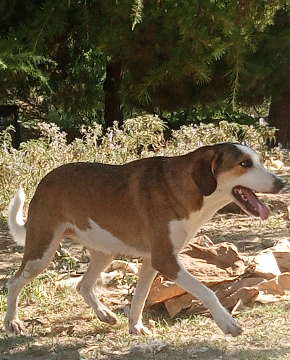 Shorty Zorro Dogsavior Aug25 3