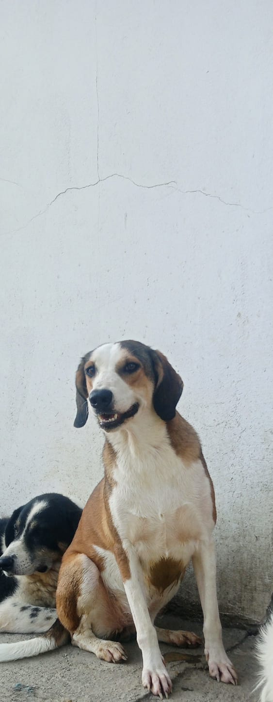 Shorty Zorro Dogsavior Aug25 4