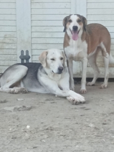 Shorty Zorro Dogsavior Aug25 5