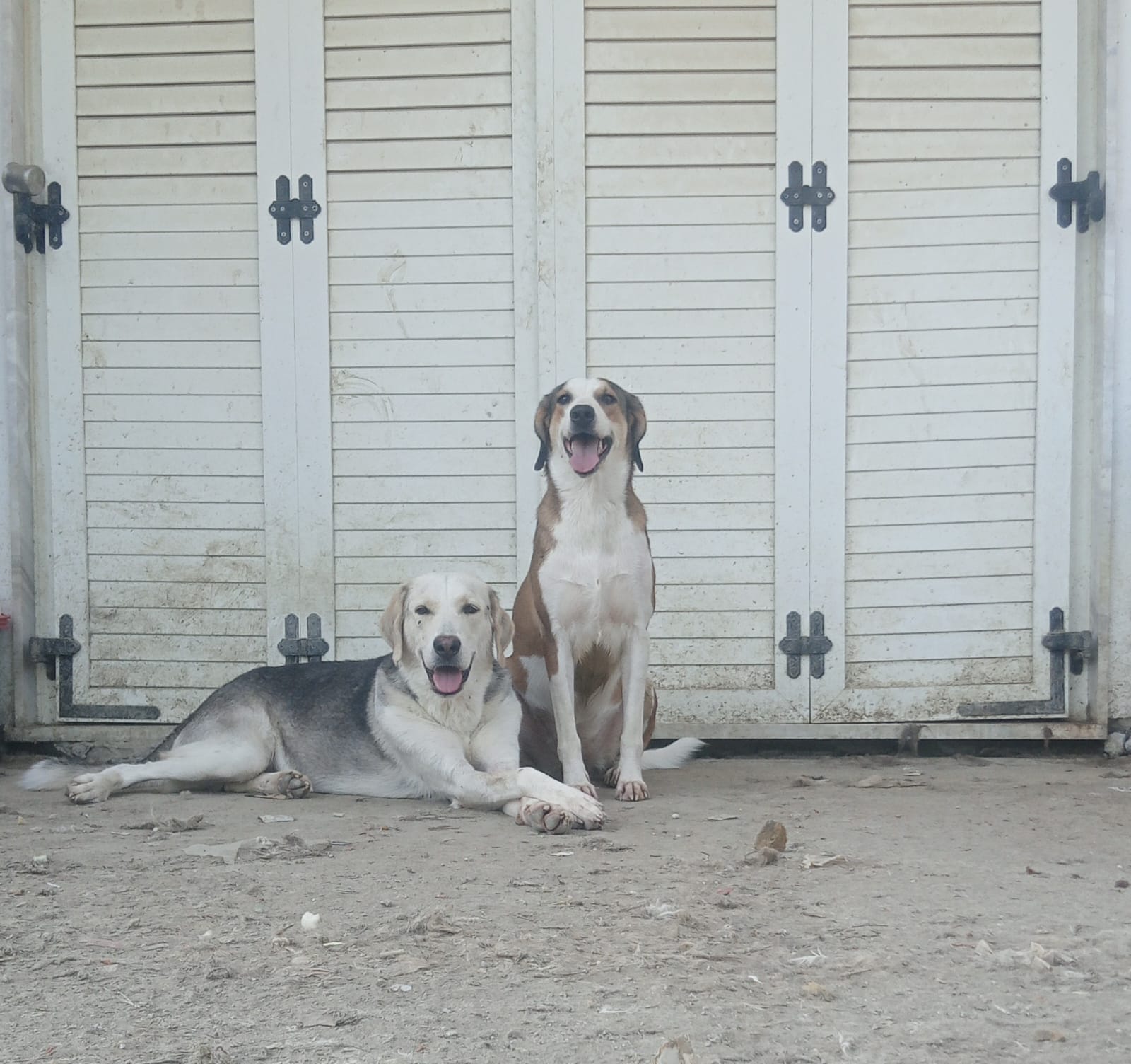 Shorty Zorro Dogsavior Aug25 6