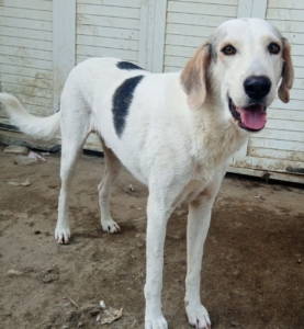 Smarty Zorro Dogsavior Aug25 1