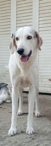 Smarty Zorro Dogsavior Aug25 3