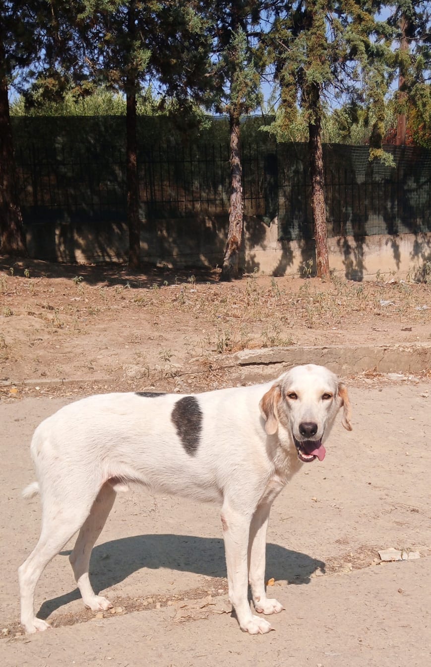 Smarty Zorro Dogsavior Aug25 5
