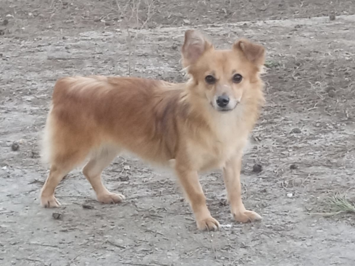Tzou Zorro Dogsavior Apr25 1