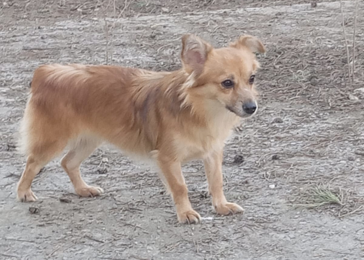 Tzou Zorro Dogsavior Apr25 2