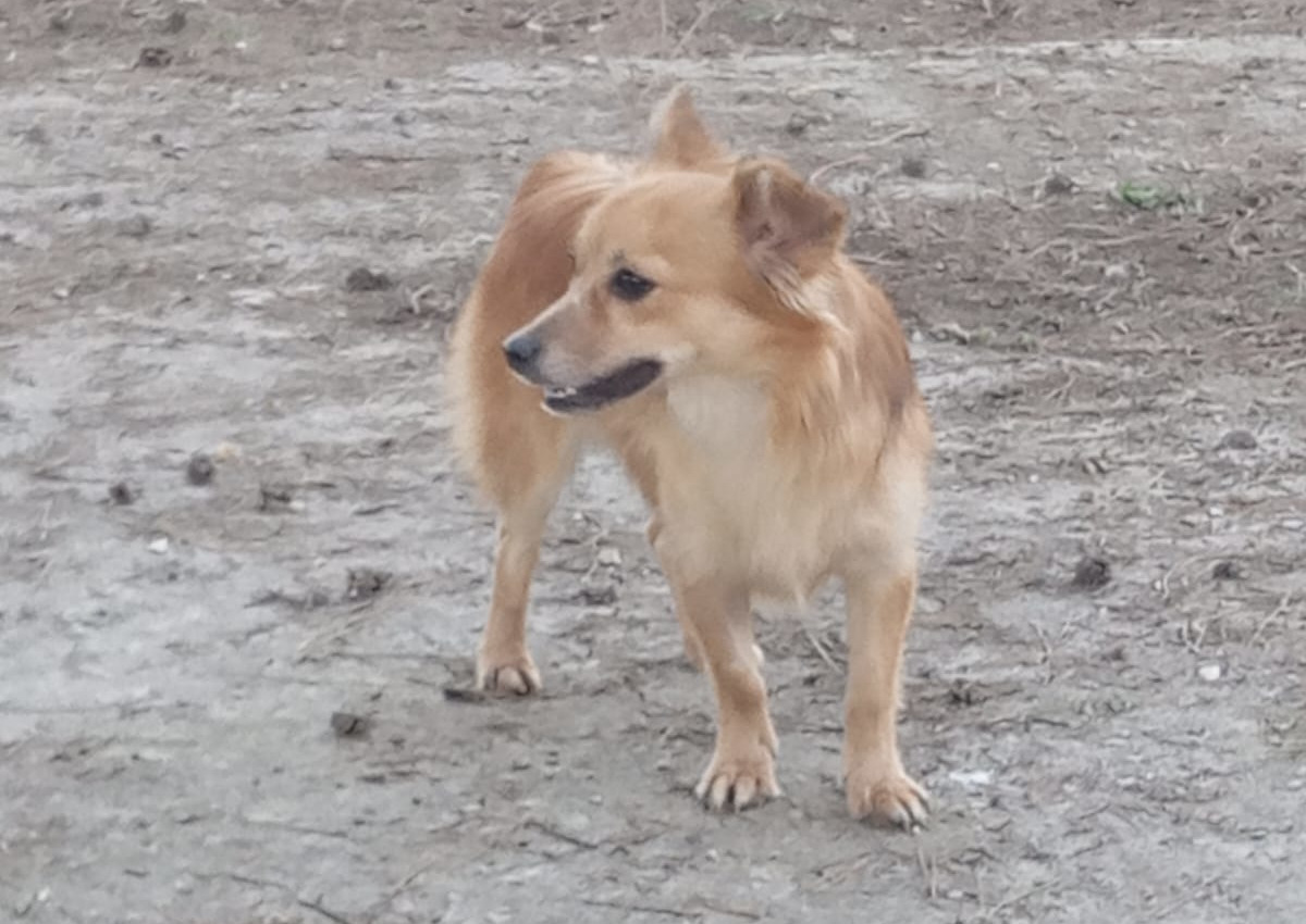 Tzou Zorro Dogsavior Apr25 3