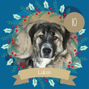 10 Lukas