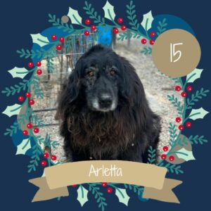 15 Arletta