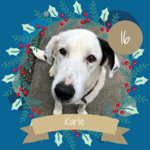 16 Karlie