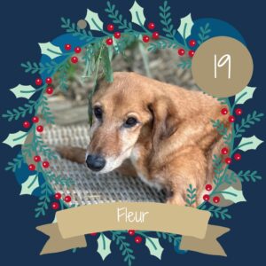 19 Fleur