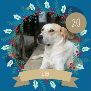 20 Lila