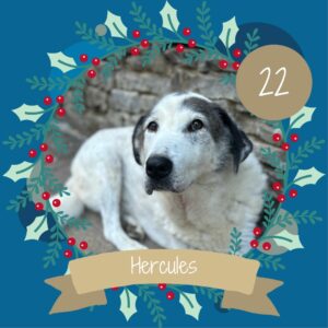 22 Hercules