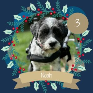 3 Noah