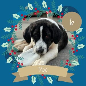 6 Mojo