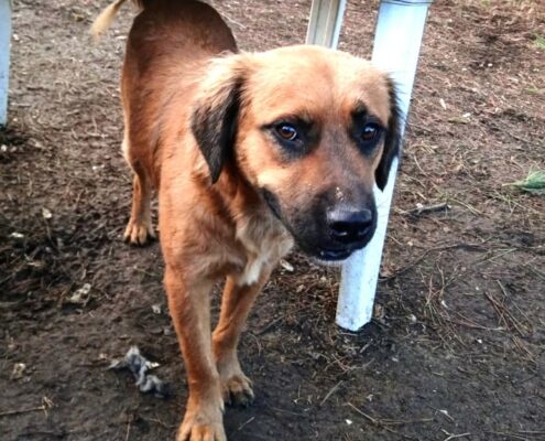 Billy Zorro Dogsavior Dez24 Beitragsbild