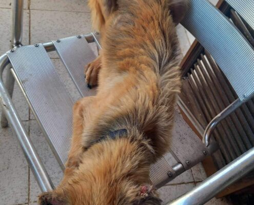 Billy Zorro Dogsavior Jan24 4 Billy Zorro Dogsavior Jan24 4