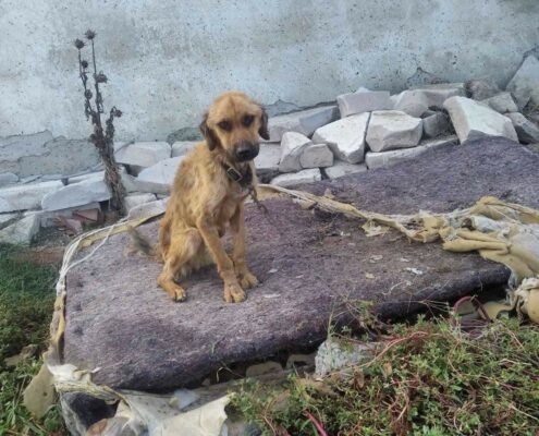 Billy Zorro Dogsavior 2023 1 Billy Zorro Dogsavior 2023 1