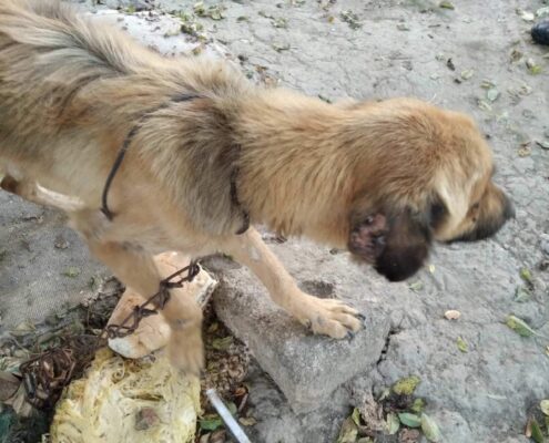 Billy Zorro Dogsavior 2023 3 Billy Zorro Dogsavior 2023 3