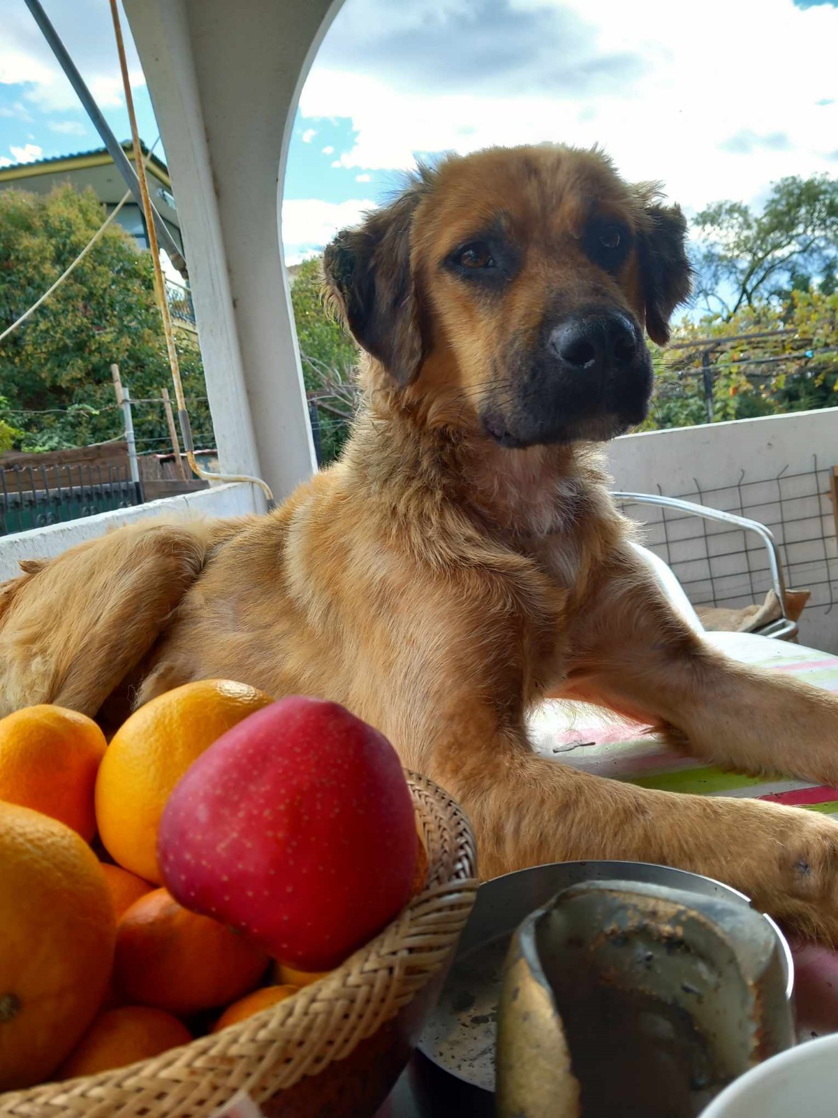 Billy Zorro Dogsavior Feb24 1