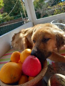 Billy Zorro Dogsavior Feb24 2
