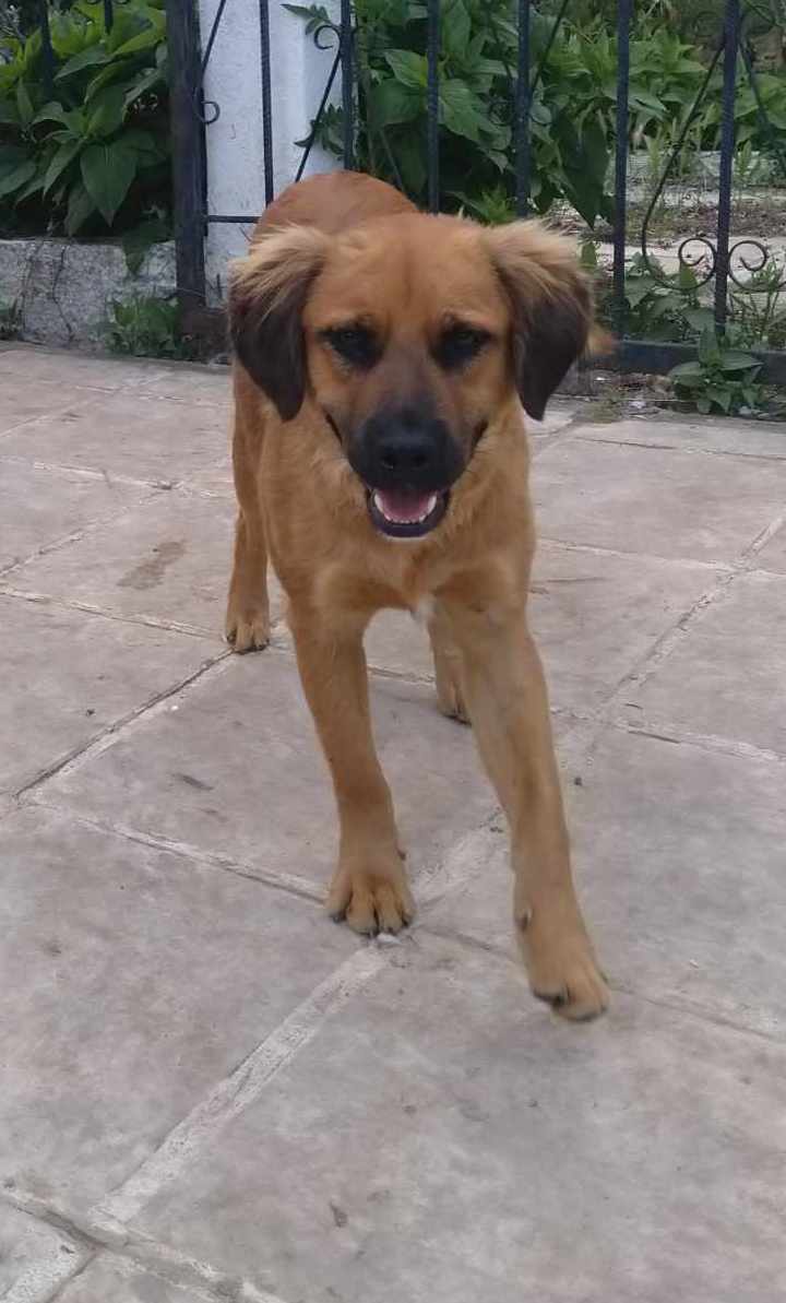 Billy Zorro Dogsavior Jun24 1