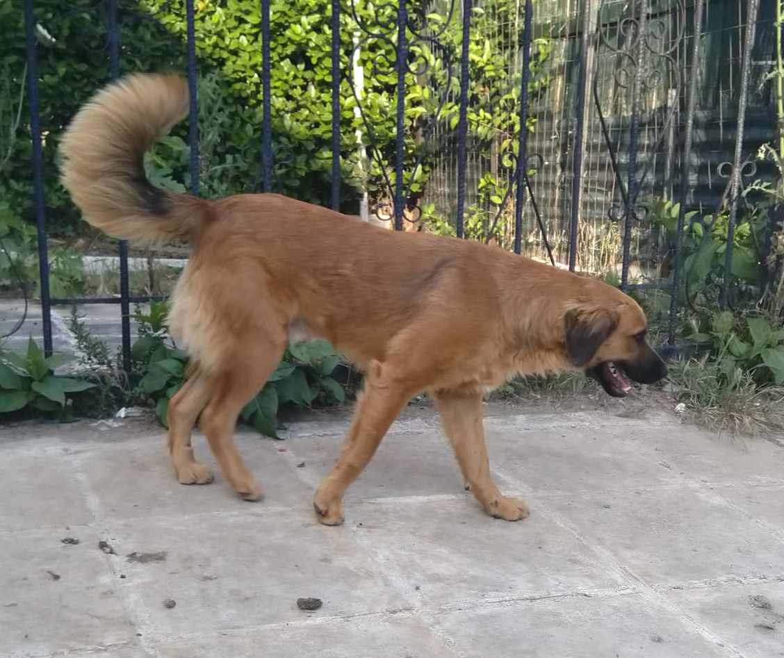 Billy Zorro Dogsavior Jun24 2