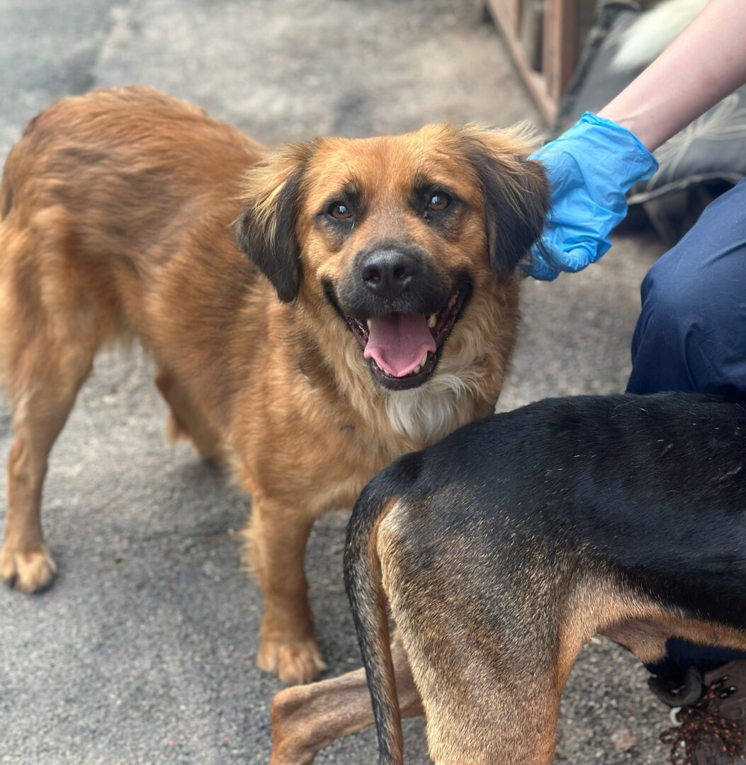 Billy Zorro Dogsavior Jun25 1