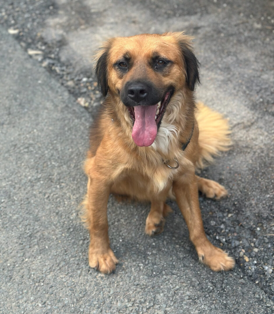 Billy Zorro Dogsavior Jun25 5