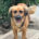 Billy Zorro Dogsavior Jun25 Beitragsbild