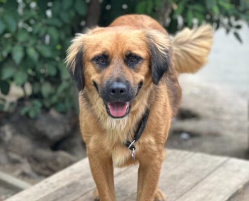 Billy Zorro Dogsavior Jun25 Beitragsbild