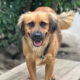 Billy Zorro Dogsavior Jun25 Beitragsbild