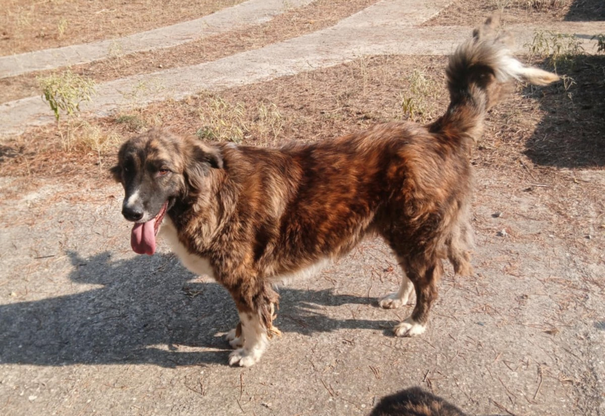 Boo Zorro Dogsavior Nov24 1