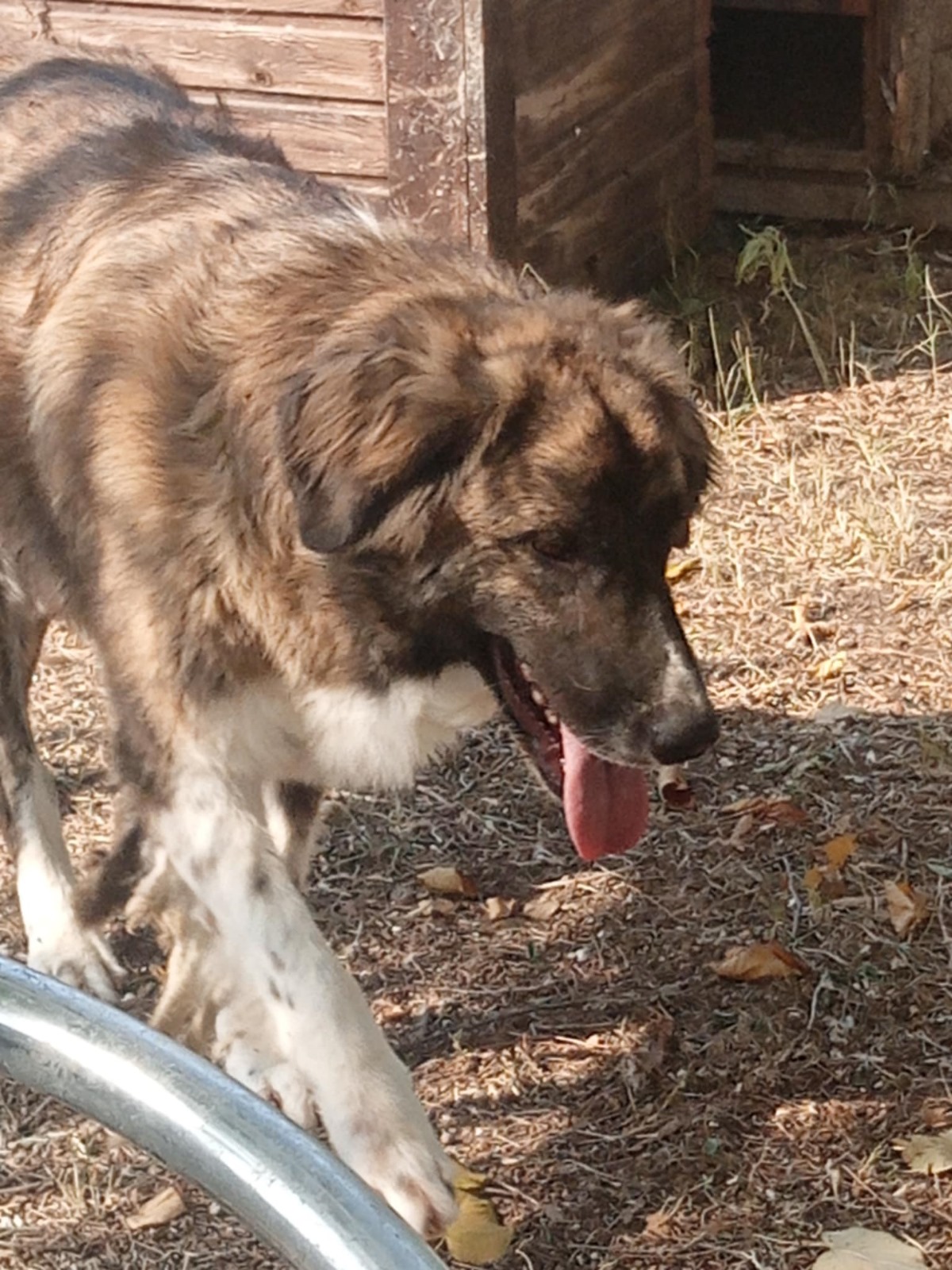 Boo Zorro Dogsavior Nov24 5