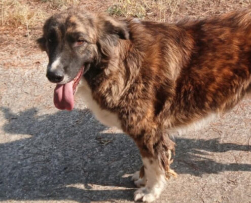 Boo Zorro Dogsavior Nov24 Beitragsbild