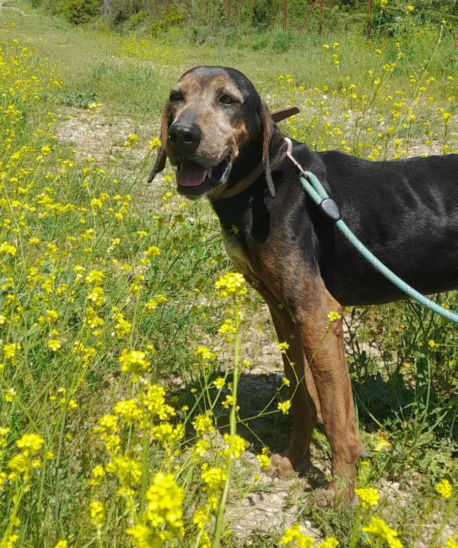 Elo Zorro Dogsavior Mai25 1