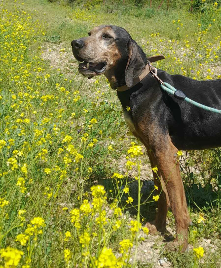 Elo Zorro Dogsavior Mai25 2