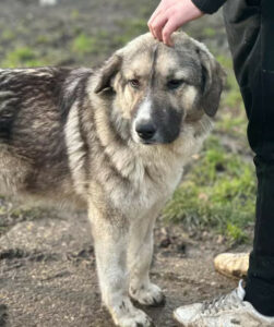 Gobi Zorro Dogsavior Jan25 2