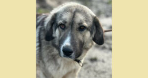 Gobi Zorro Dogsavior Jan25 Social Media