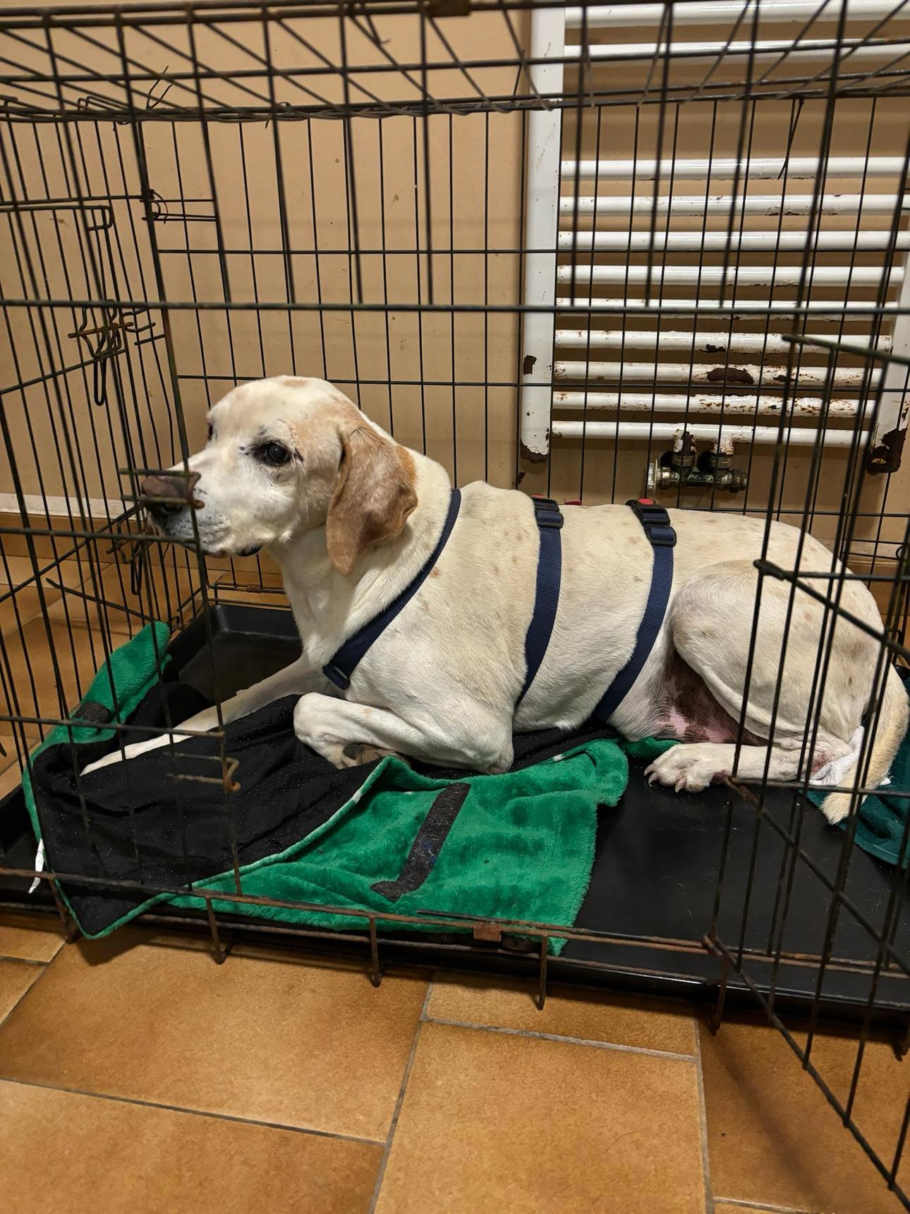 Goody Zorro Dogsavior Dez24 1
