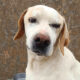 Goody Zorro Dogsavior Dez24 Beitragsbild