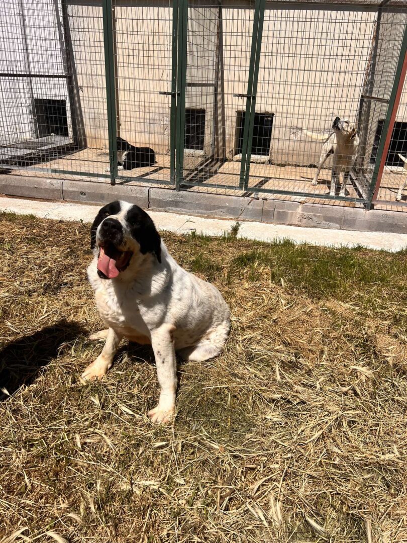 Gorilaki Zorro Dogsavior Mai25 1