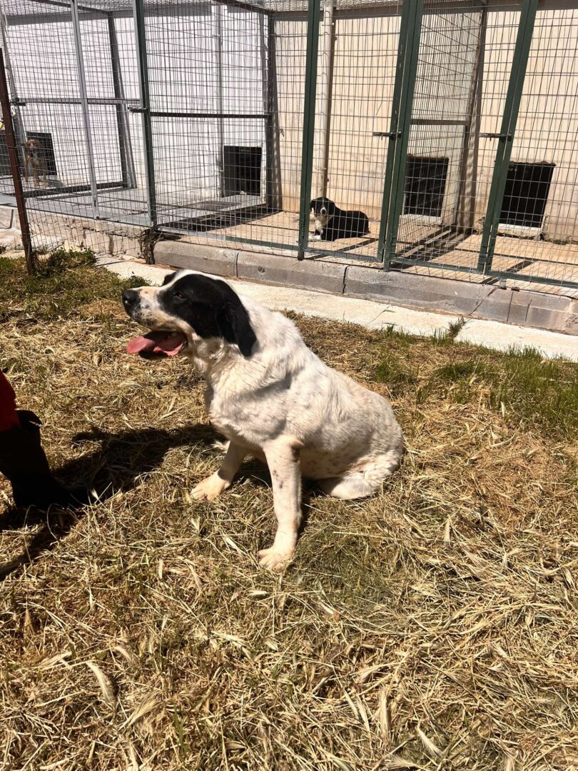 Gorilaki Zorro Dogsavior Mai25 2