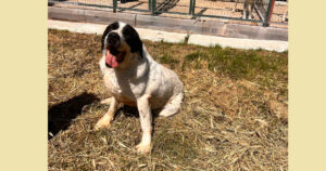 Gorilaki Zorro Dogsavior Mai25 SocialMedia