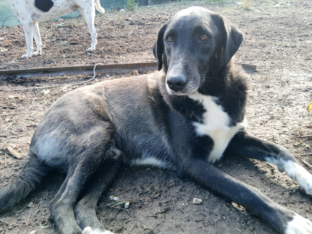 Hektor Zorro Dogsavior Jan25 1