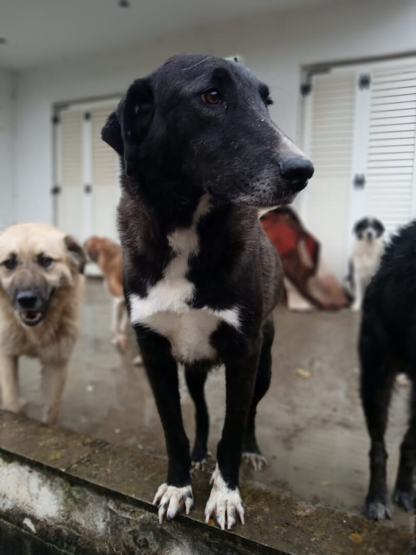 Hektor Zorro Dogsavior Jan25 2
