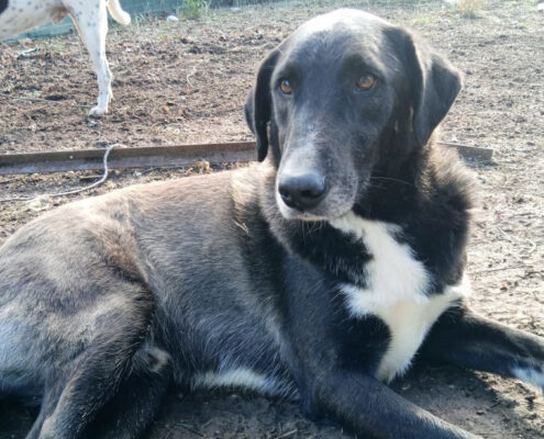 Hektor Zorro Dogsavior Jan25 Beitragsbild