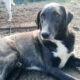 Hektor Zorro Dogsavior Jan25 Beitragsbild