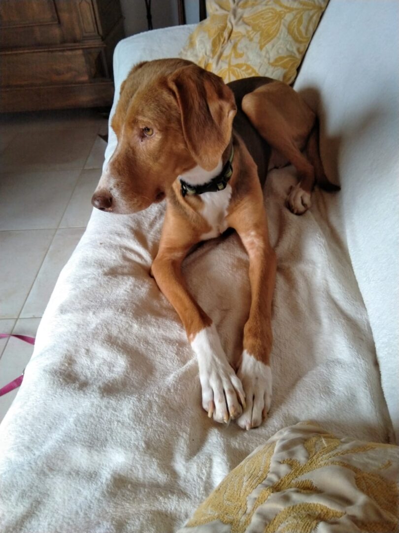 Joanna Zorro Dogsavior Feb25 1