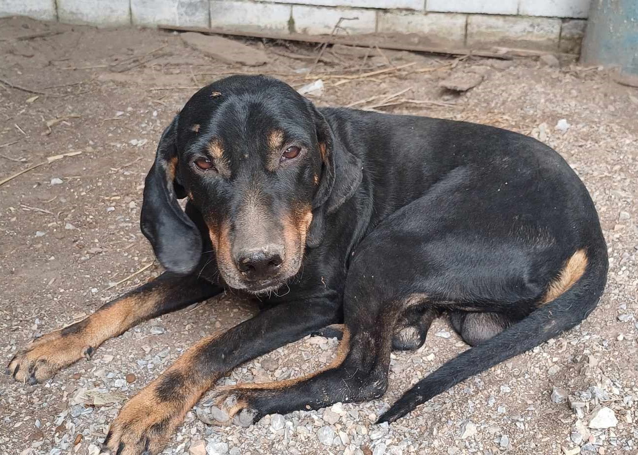 Johnnie Zorro Dogsavior Dez24 1